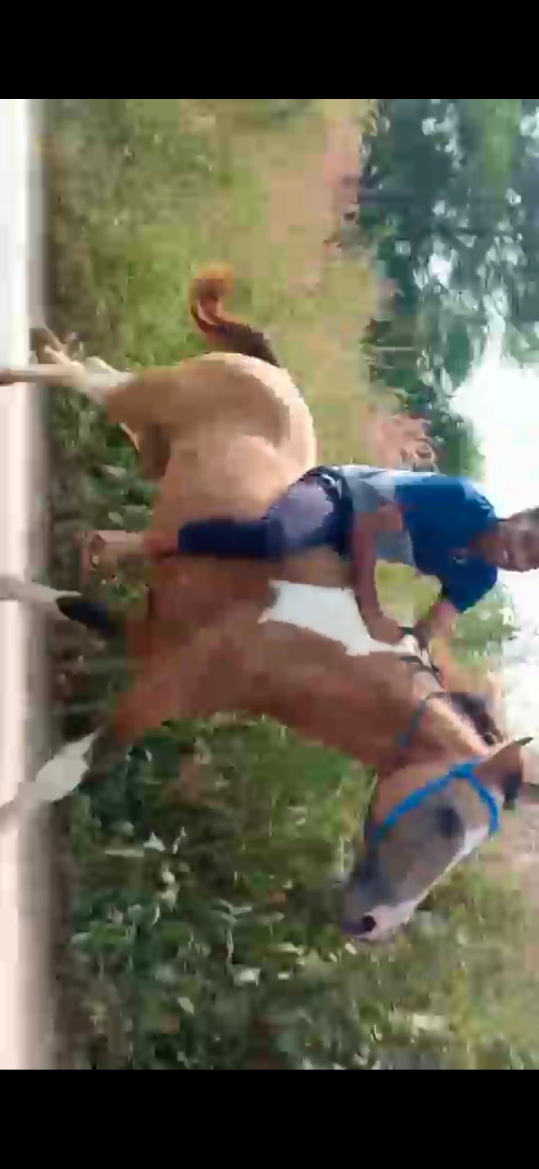 ग्राम बिलाईगढ़ ब्लाक बरमकेला जिला सारंगढ़ के निवासी विनायक राजहंस और डाक्टर झसकेतन राजहंस को आज के समय मे भी घोड़े पालने और घुड़सवारी करने सौक…