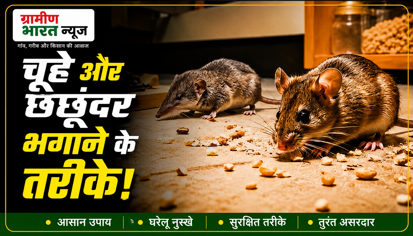 बारिश में चूहे-छछूंदर से परेशान हैं? घर से भगाने के लिए अपनाएं ये आसान और असरदार उपाय